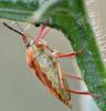 Carpocoris purpureipennis